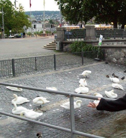 no, they aren't pigeons